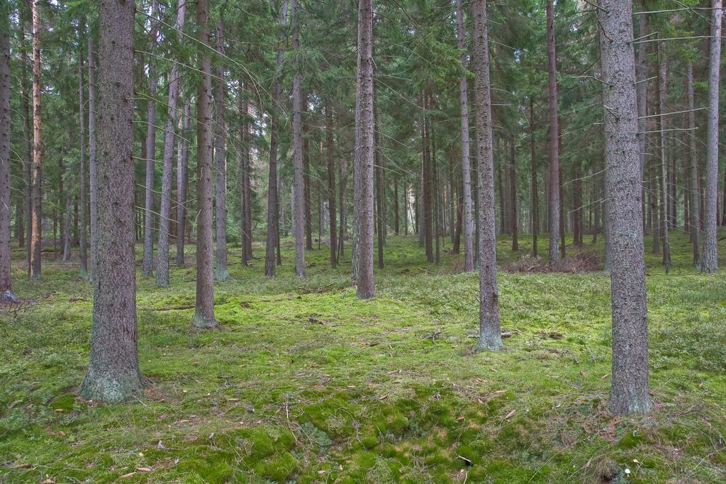 Agroturystyka Sominy Piotr Eksteriør bilde