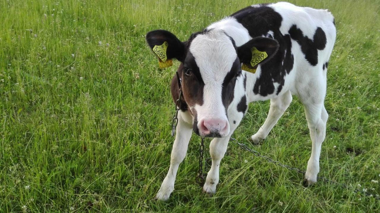 Agroturystyka Sominy Piotr Eksteriør bilde